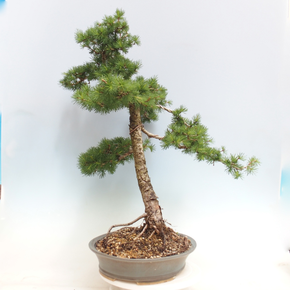 Venkovní bonsai -Larix decidua - Modřín opadavý 