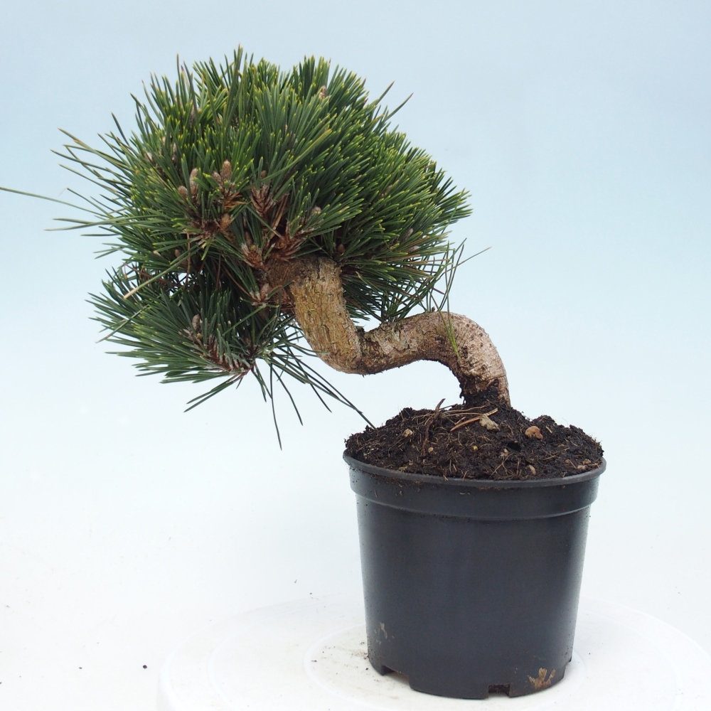 Venkovní bonsai - Pinus thunbergii senjyumaru - Borovice thunbergova