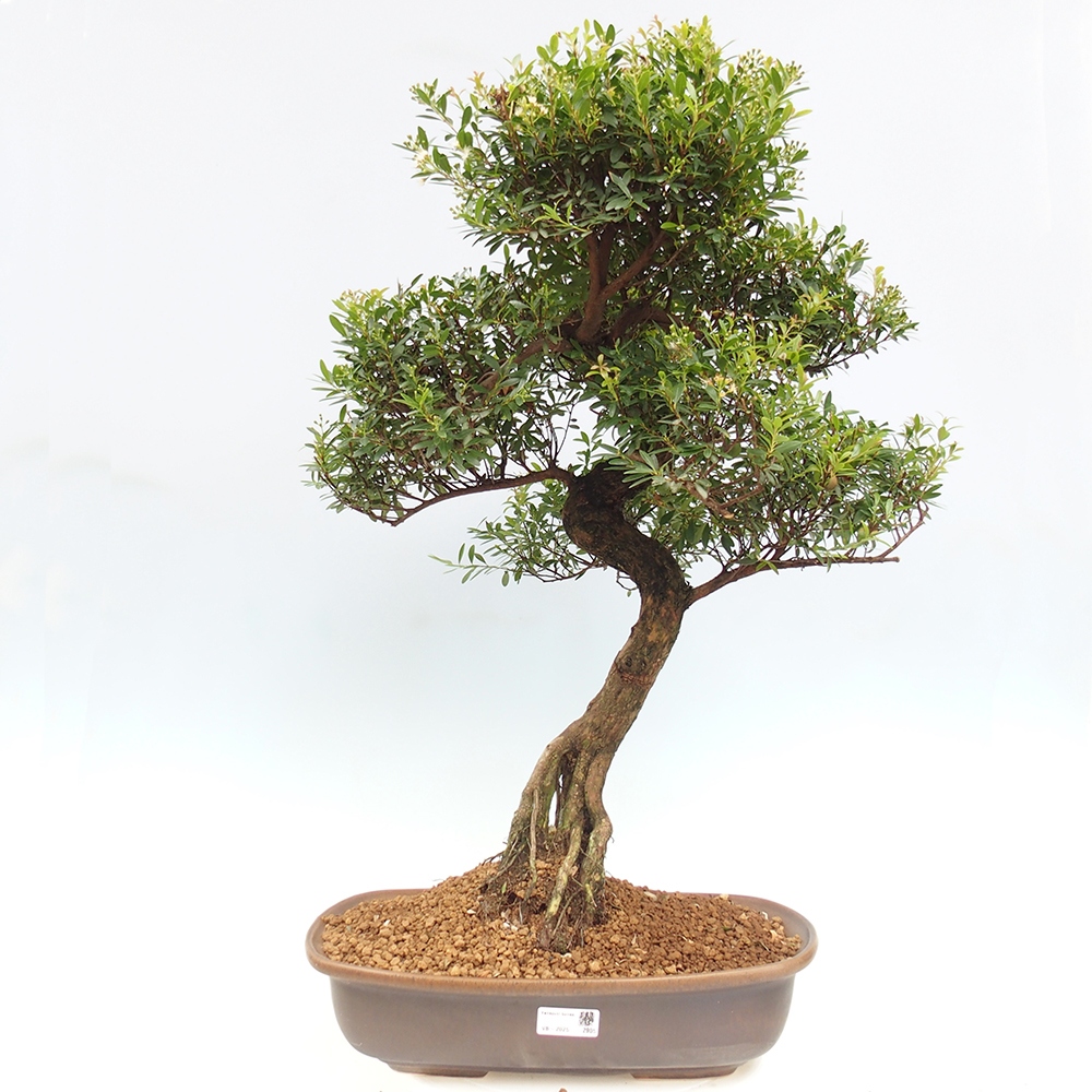 Pokojová bonsai - Syzygium - Pimentovník - POUZE OSOBNÍ ODBĚR nebo paletová přeprava