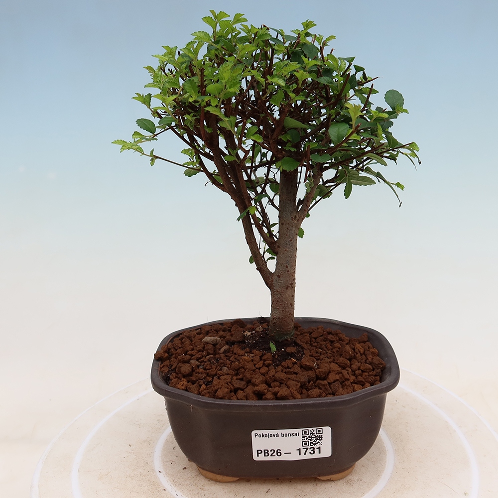 Pokojová bonsai - Ulmus parvifolia - Malolistý jilm