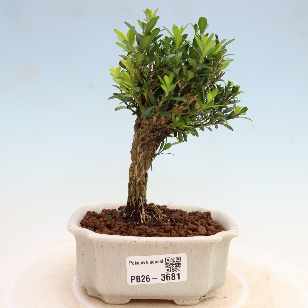 Pokojová bonsai - Buxus harlandii -korkový buxus
