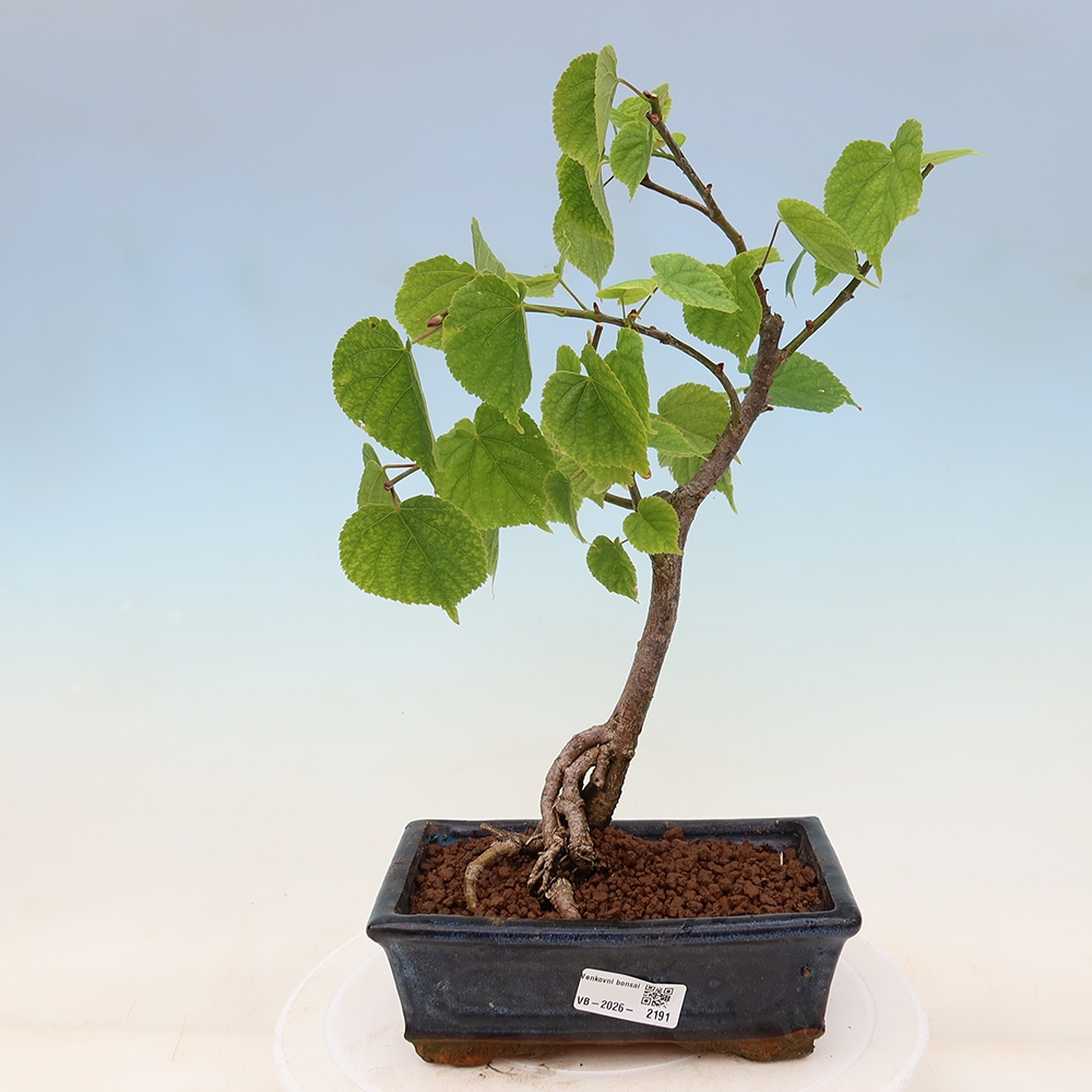 Venkovní bonsai - Lípa srdčitá - Tilia cordata