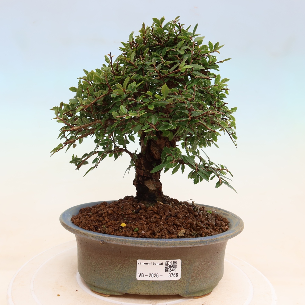 Venkovní bonsai - Zelkova - Zelkova NIRE