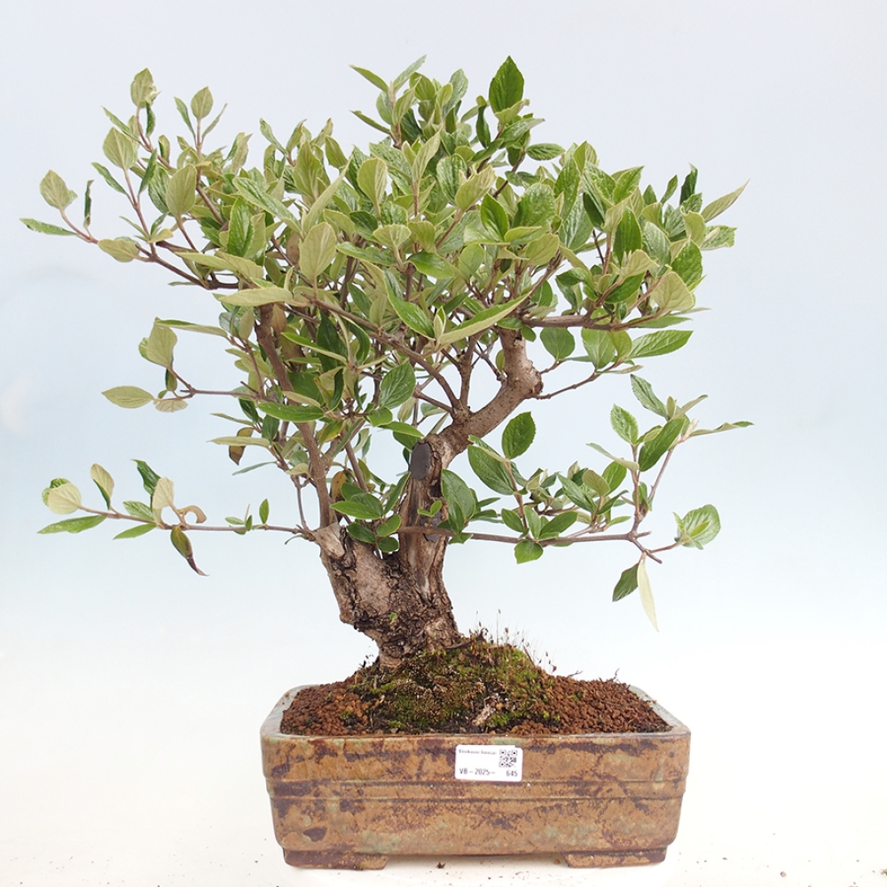 Venkovní bonsai-Kalina Bodnanská - Viburum carlesii hemsi