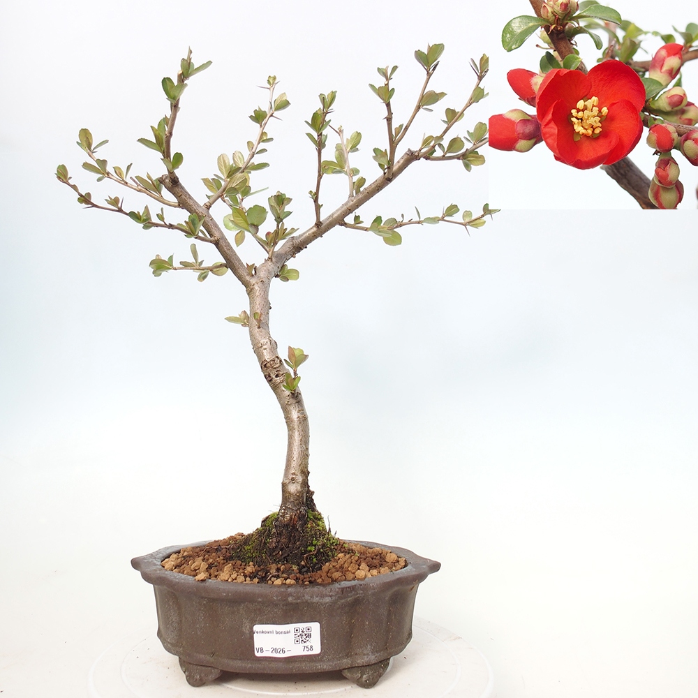 Venkovní bonsai - Chaneomeles sup. Nicoline - kdoulovec
