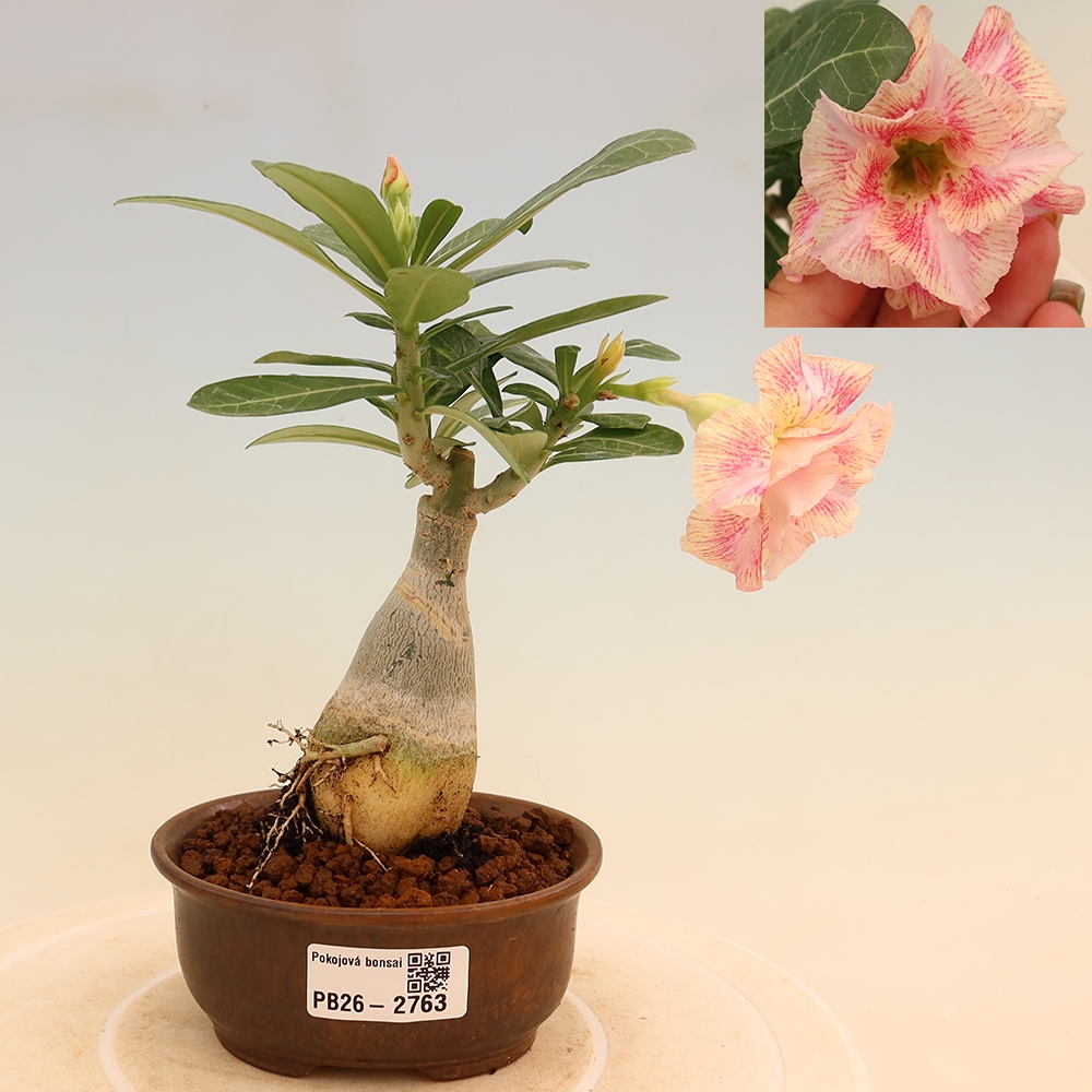 Pokojová bonsai - Adenium obesum roubovaná V.F.S.277  - Pouštní růže