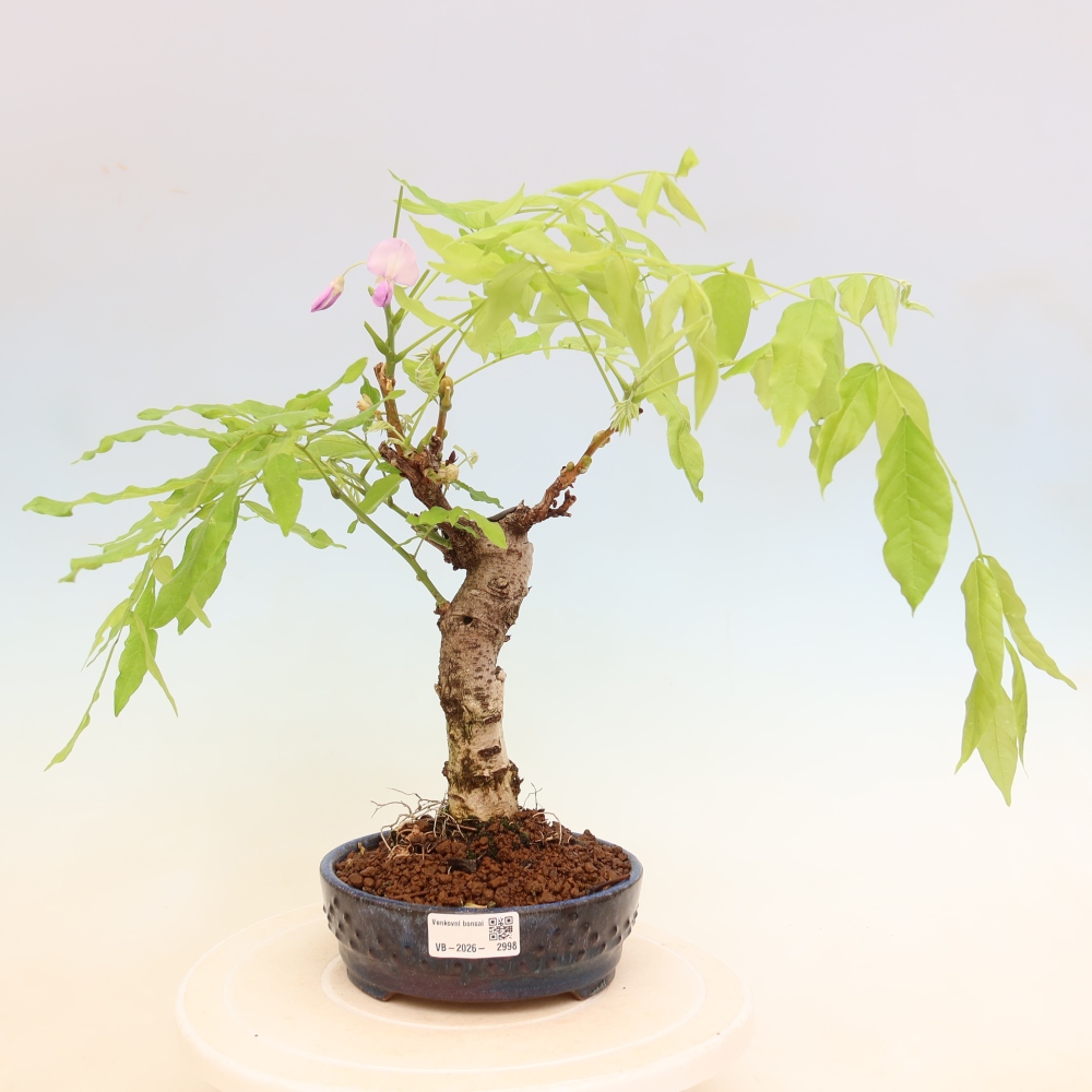 Venkovní bonsai - Vistarie květnatá - Wisteria floribunda