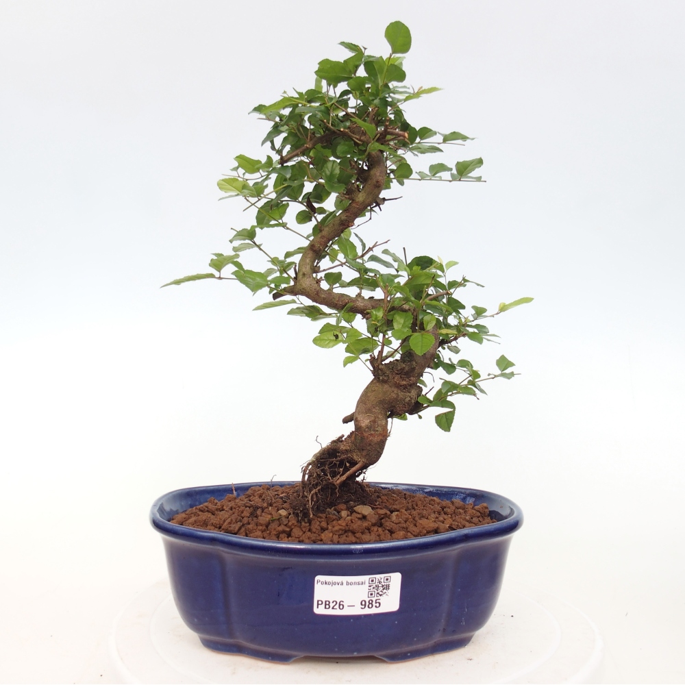Pokojová bonsai - Sagerécie thea - Sagerécie thea
