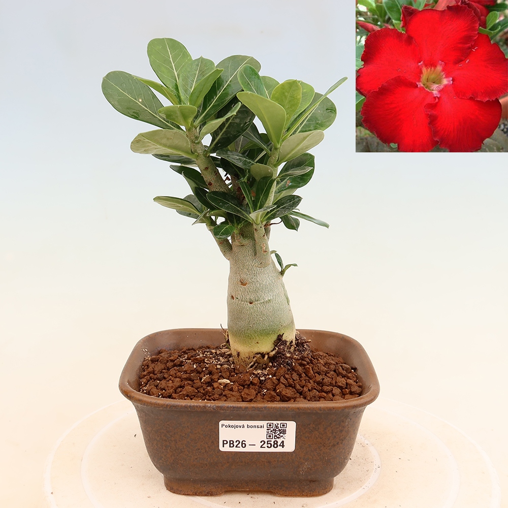 Pokojová bonsai - Adenium obesum Red Star - Pouštní růže