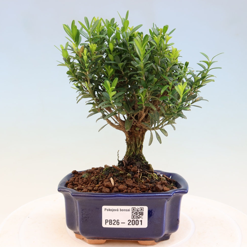 Pokojová bonsai - Buxus harlandii -korkový buxus