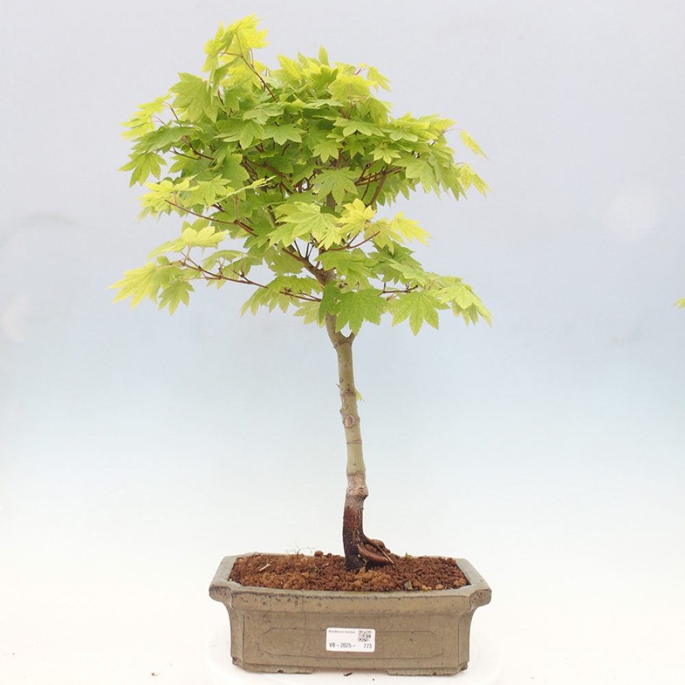 Venkovní bonsai - Javor palmatum katsura GISAN - Javor dlanitolistý