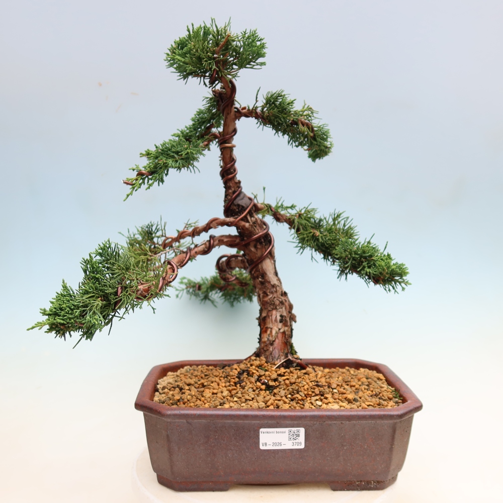 Venkovní bonsai - Juniperus chinensis Kishu -Jalovec čínský