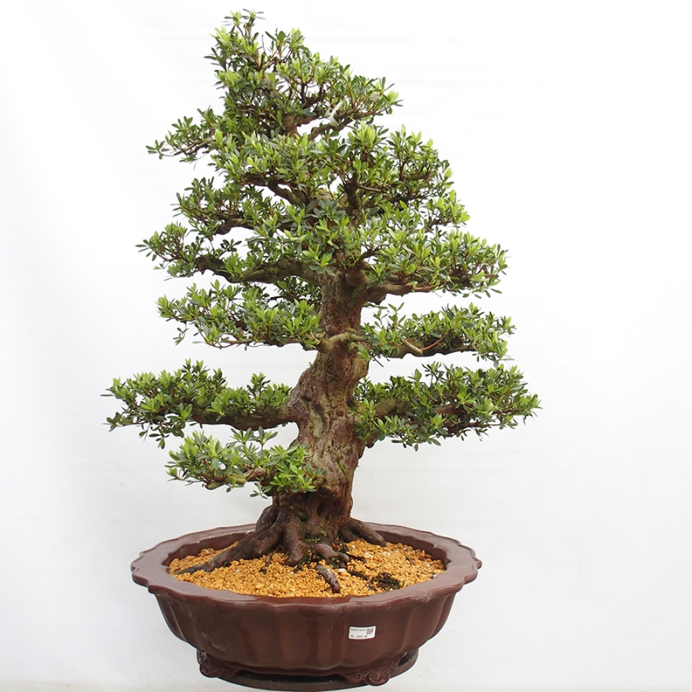 Venkovní bonsai - Japonská azalka - Azalea Toki