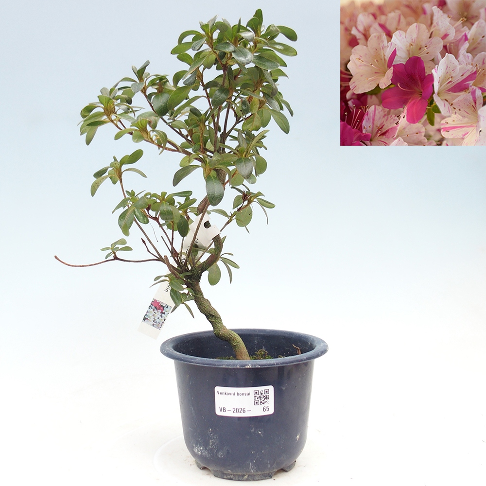 Venkovní bonsai - Japonská azalka - Azalea Kaminoyamakirin