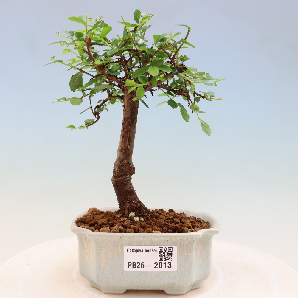 Pokojová bonsai - Ulmus parvifolia - Malolistý jilm