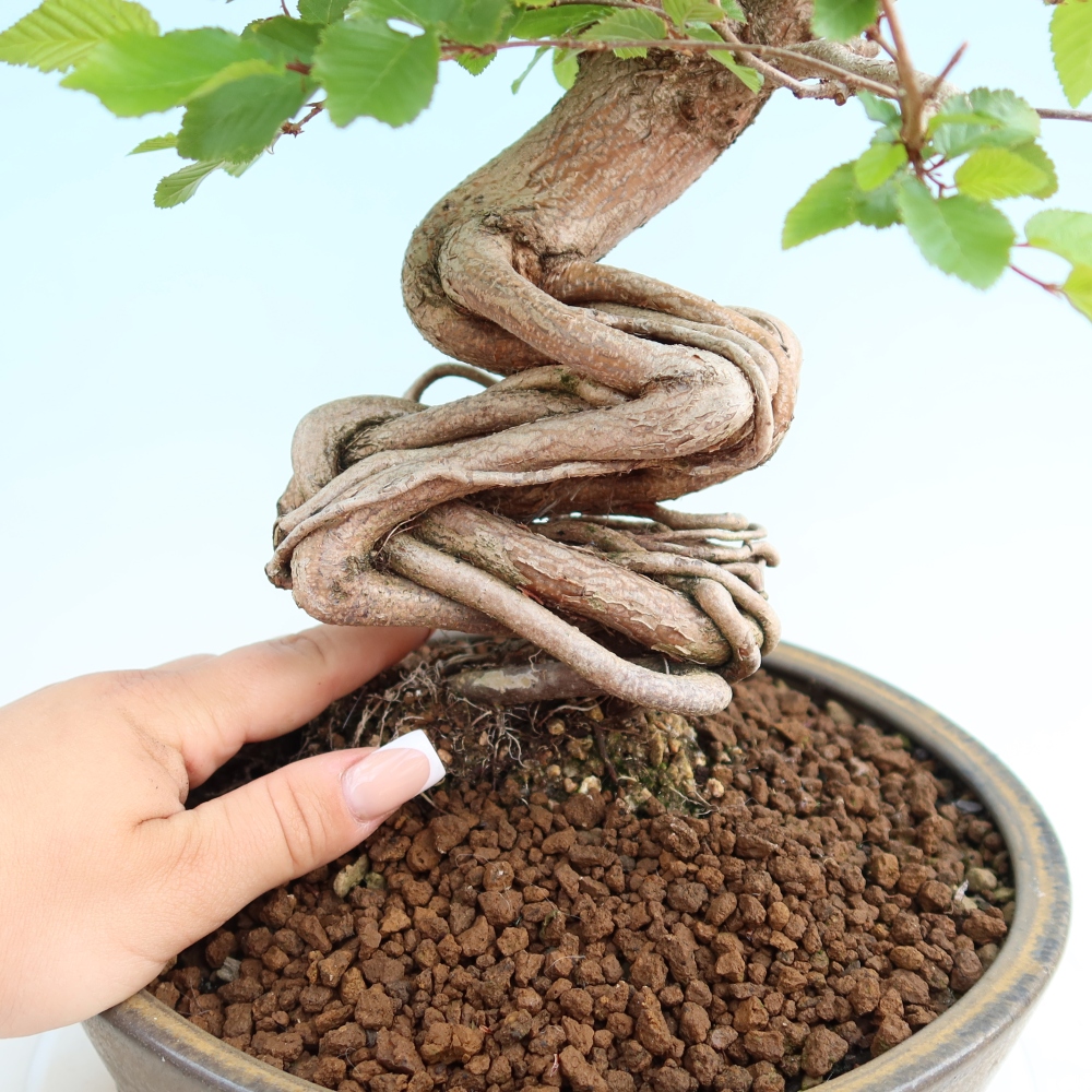 Venkovní bonsai -Carpinus coreana - Habr korejský