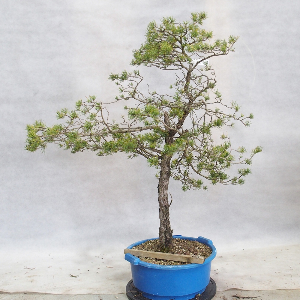 Yamadori - Pinus sylvestris 