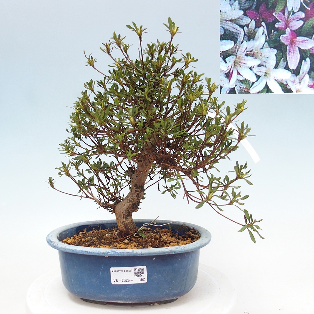 Venkovní bonsai - Japonská azalka - Azalea Ryusen