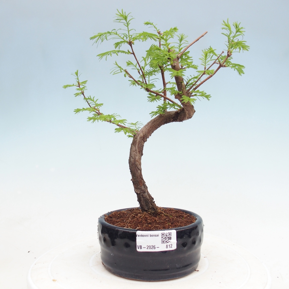 Venkovní bonsai - Metasequoia glyptostroboides - Metasekvoje čínská