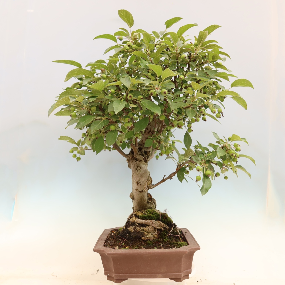 Venkovní bonsai -Malus halliana - Maloplodá jabloň