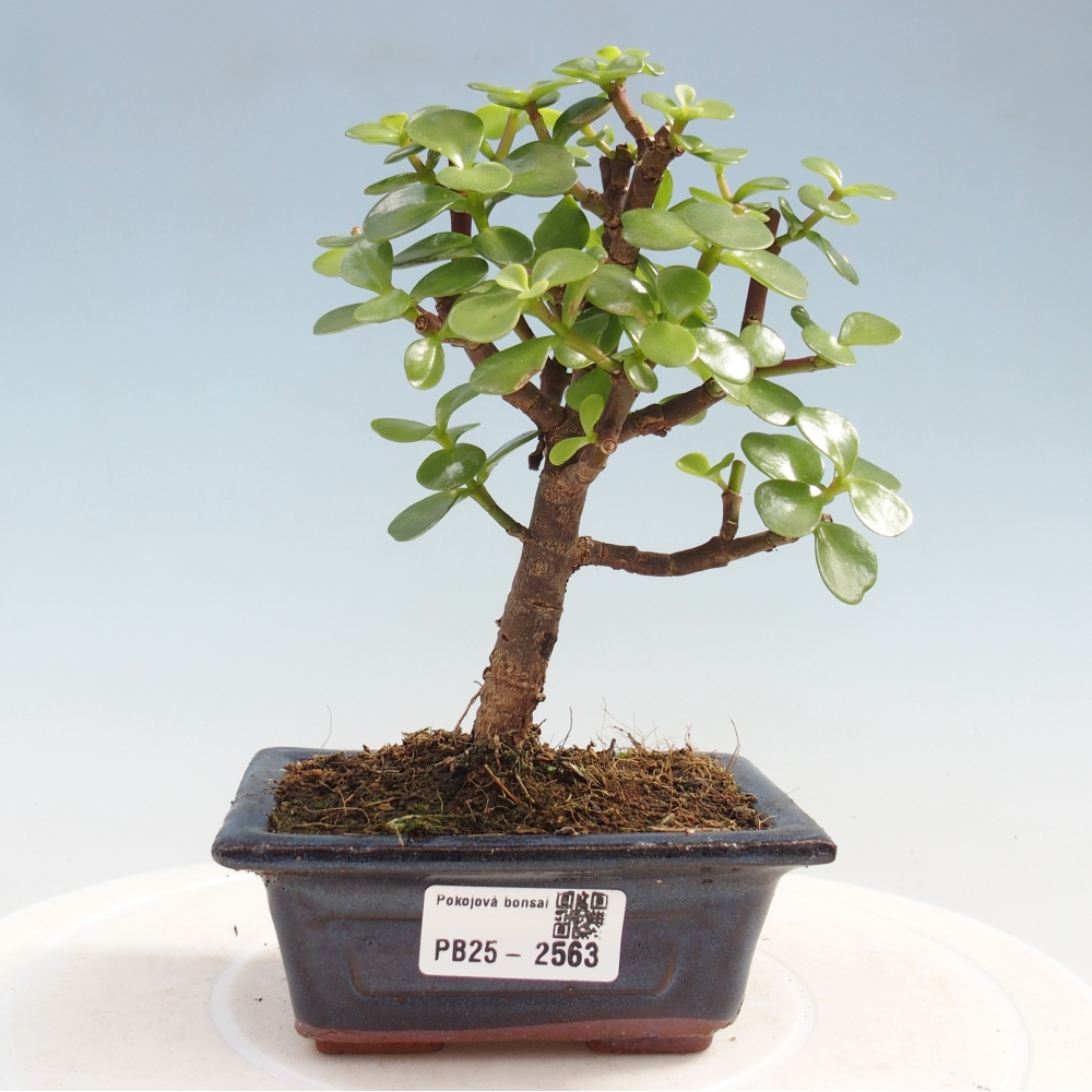 Pokojová bonsai - Portulakaria Afra - Tlustice