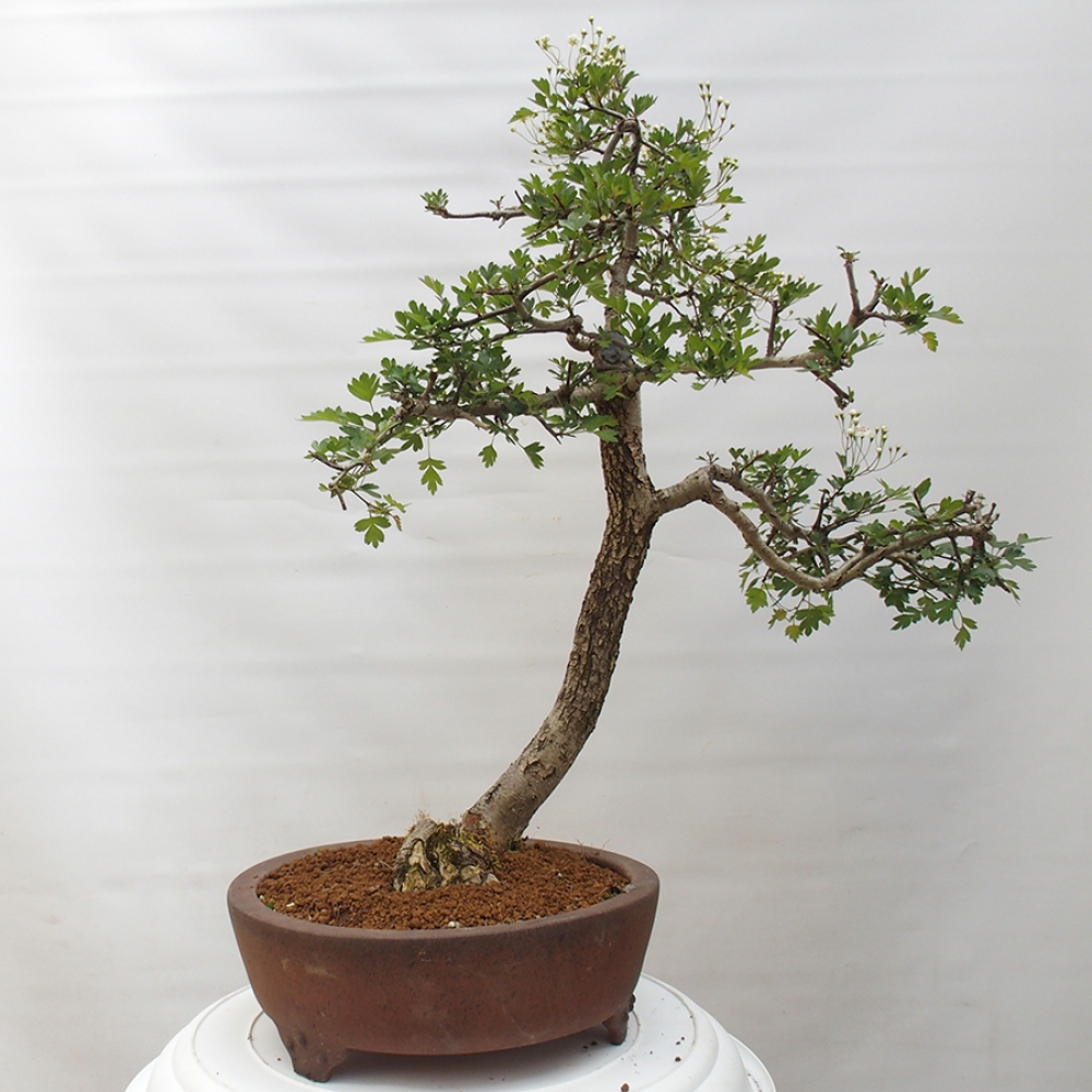 Venkovní bonsai - Hloh - Crataegus monogyna