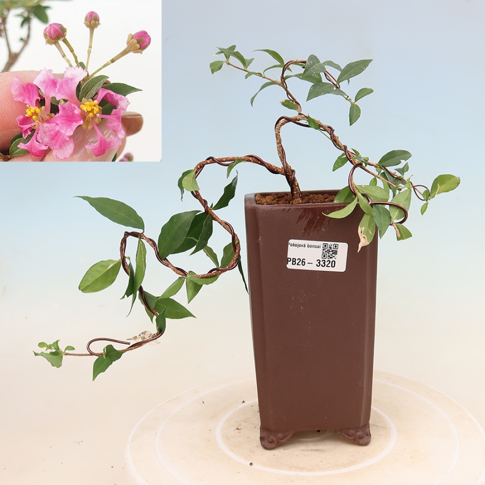Pokojová bonsai - Malpígie barbadoská třešeň - Malpighia glabra 