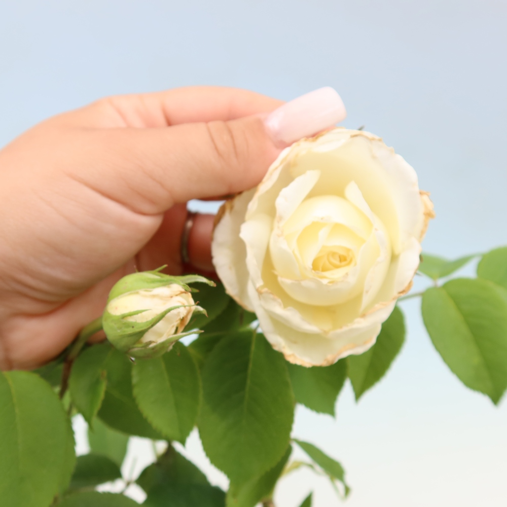 Venkovní bonsai - Rosa Kordes -  růže