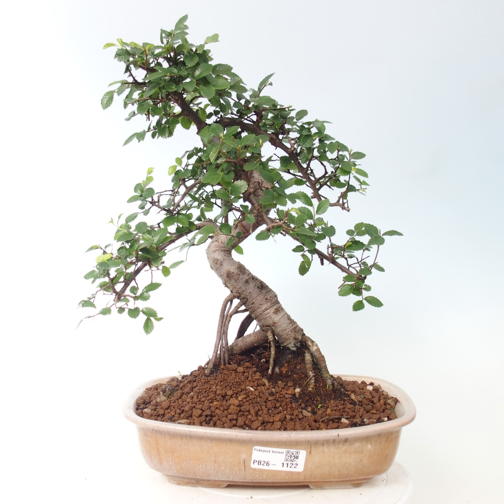 Pokojová bonsai - Ulmus parvifolia - Malolistý jilm