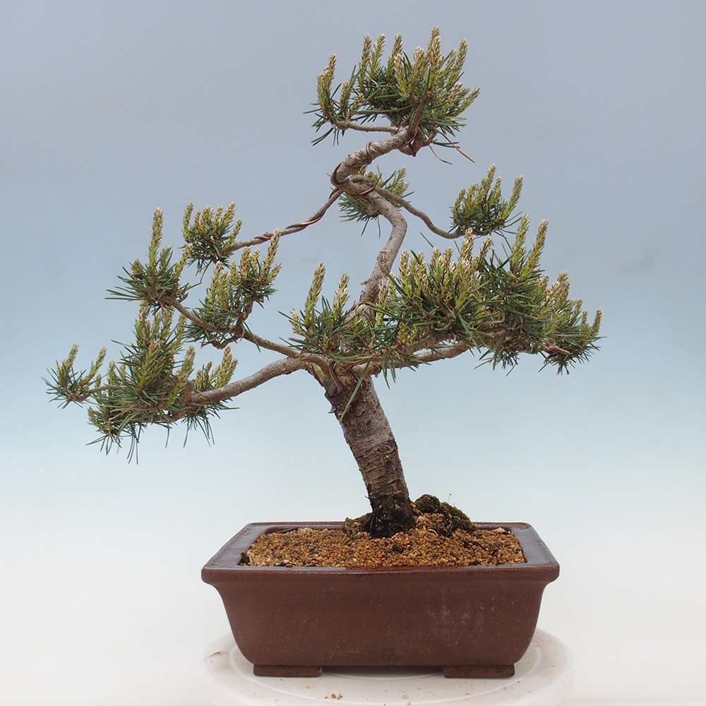 Venkovní bonsai - Pinus Sylvestris Watererri - Borovice lesní
