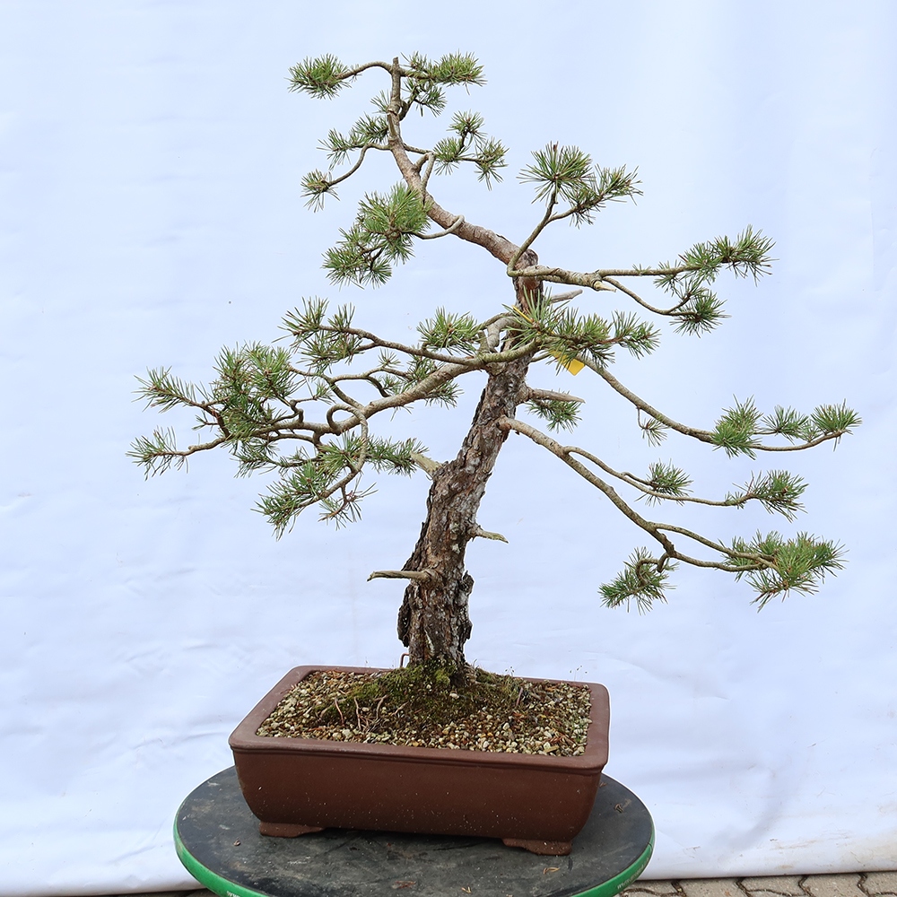 Pinus sylvestris Španělsko - borovice lesní