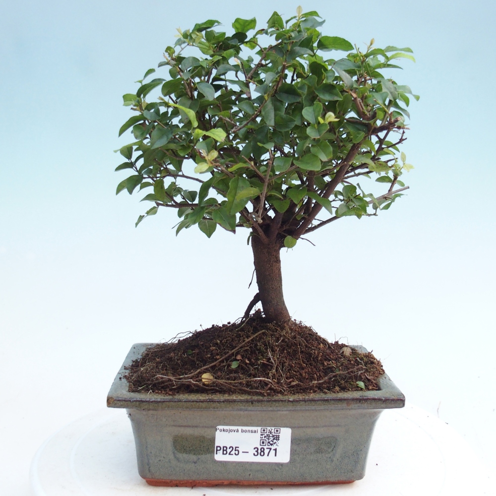 Pokojová bonsai - Sagerécie thea - Sagerécie thea