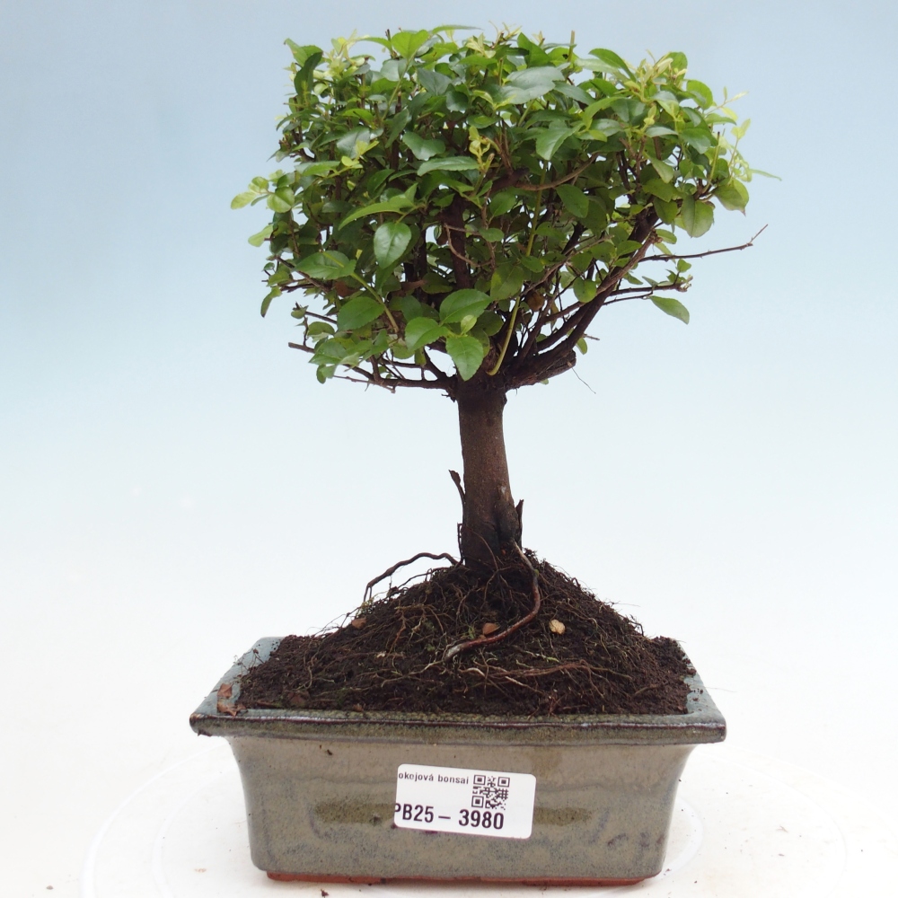Pokojová bonsai - Sagerécie thea - Sagerécie thea