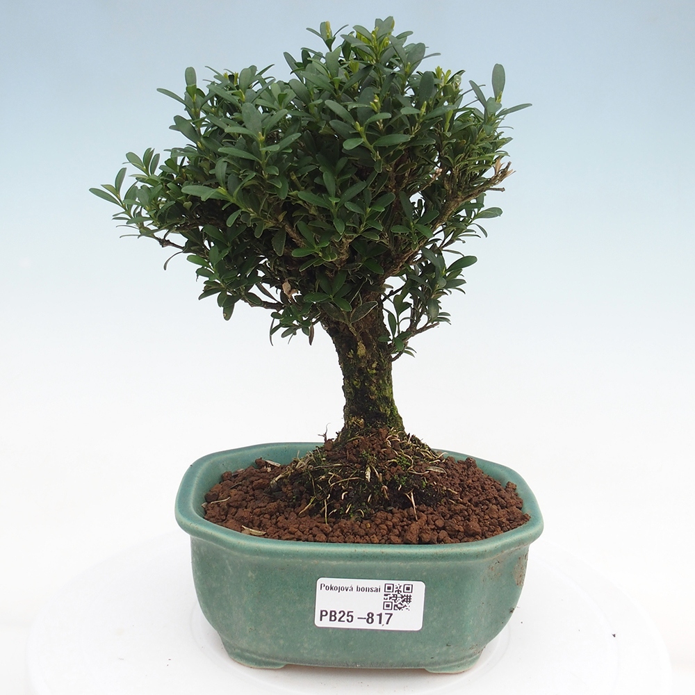 Pokojová bonsai - Buxus harlandii - korkový buxus