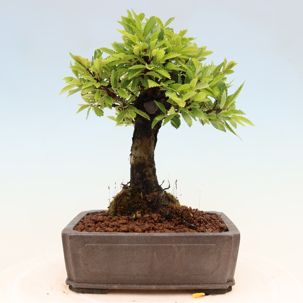 Venkovní bonsai - Zelkova - Zelkova NIRE