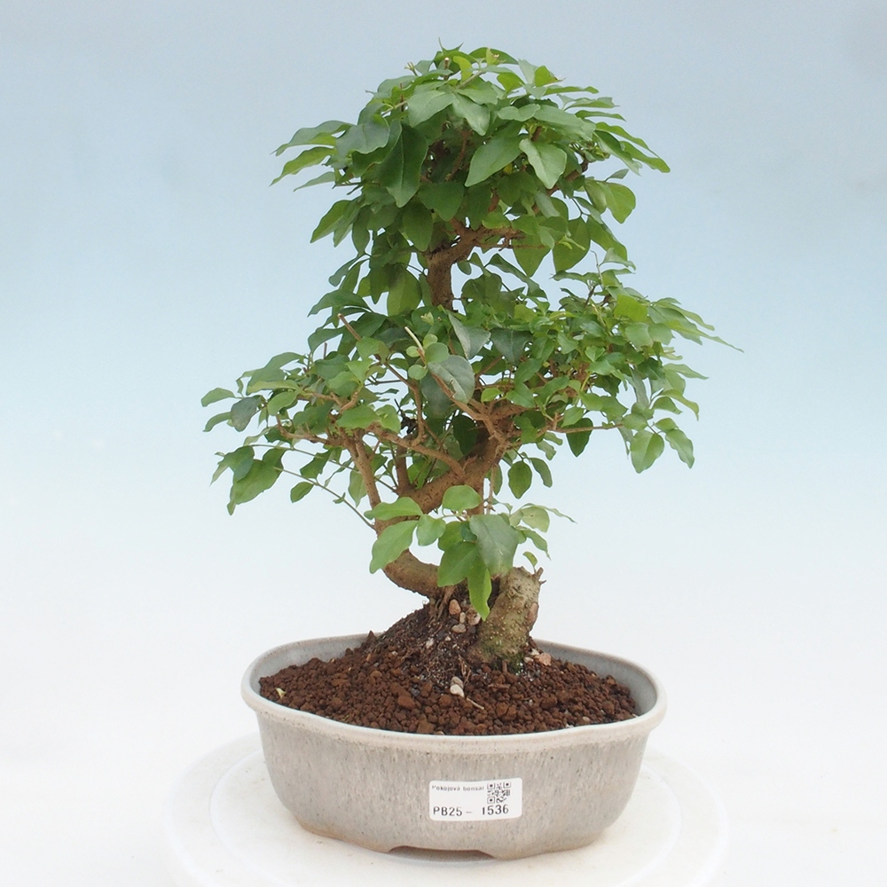 Pokojová bonsai -Ligustrum chinensis - Ptačí zob