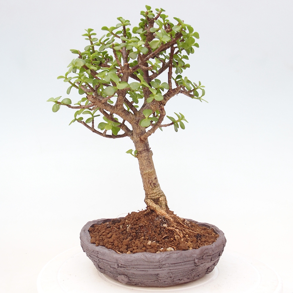 Pokojová bonsai - Portulakaria Afra - Tlustice
