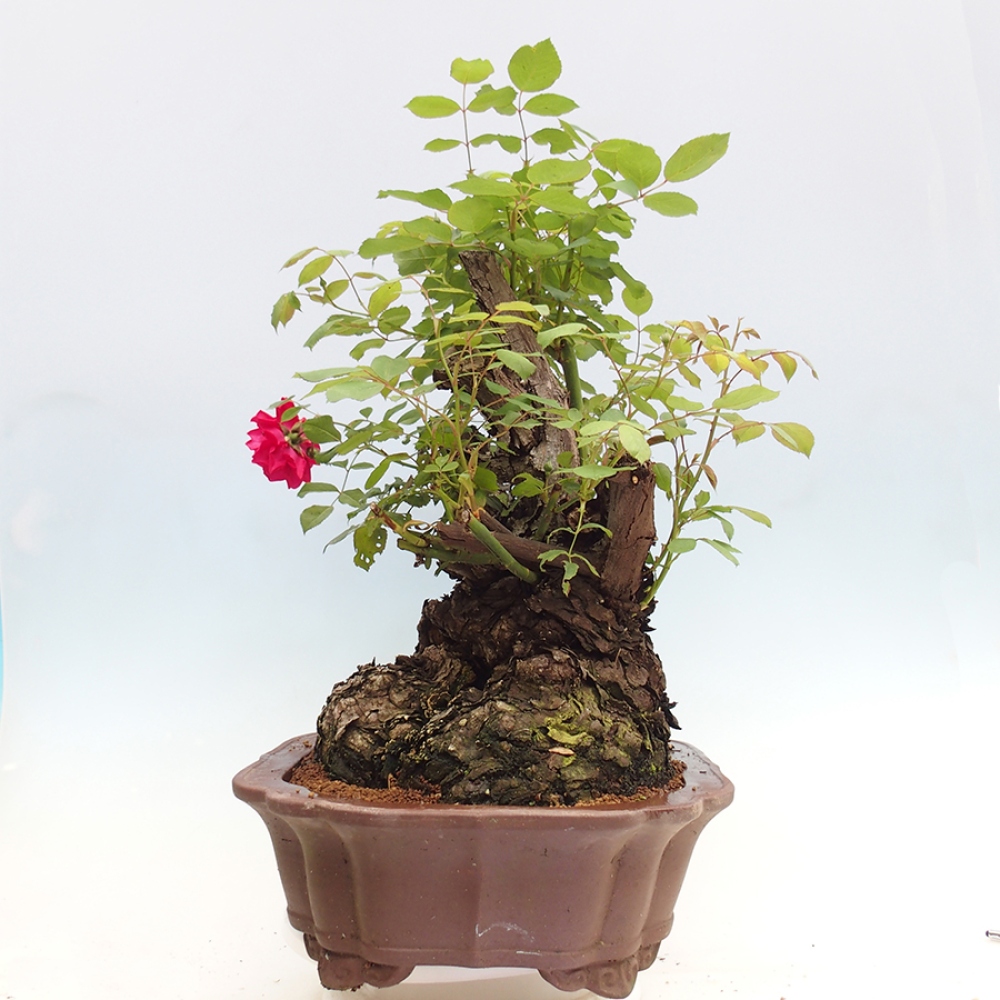Venkovní bonsai - Rosa Kordes -  růže