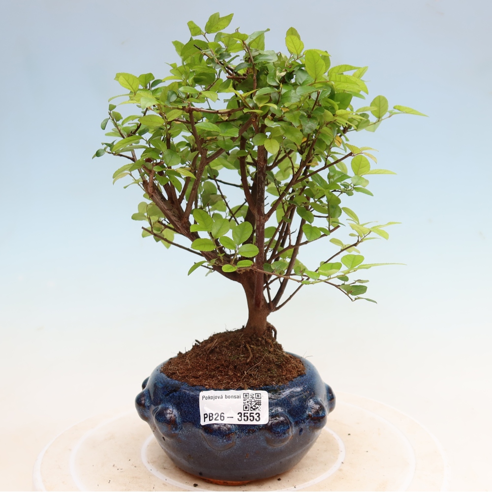 Pokojová bonsai - Sagerécie thea - Sagerécie thea