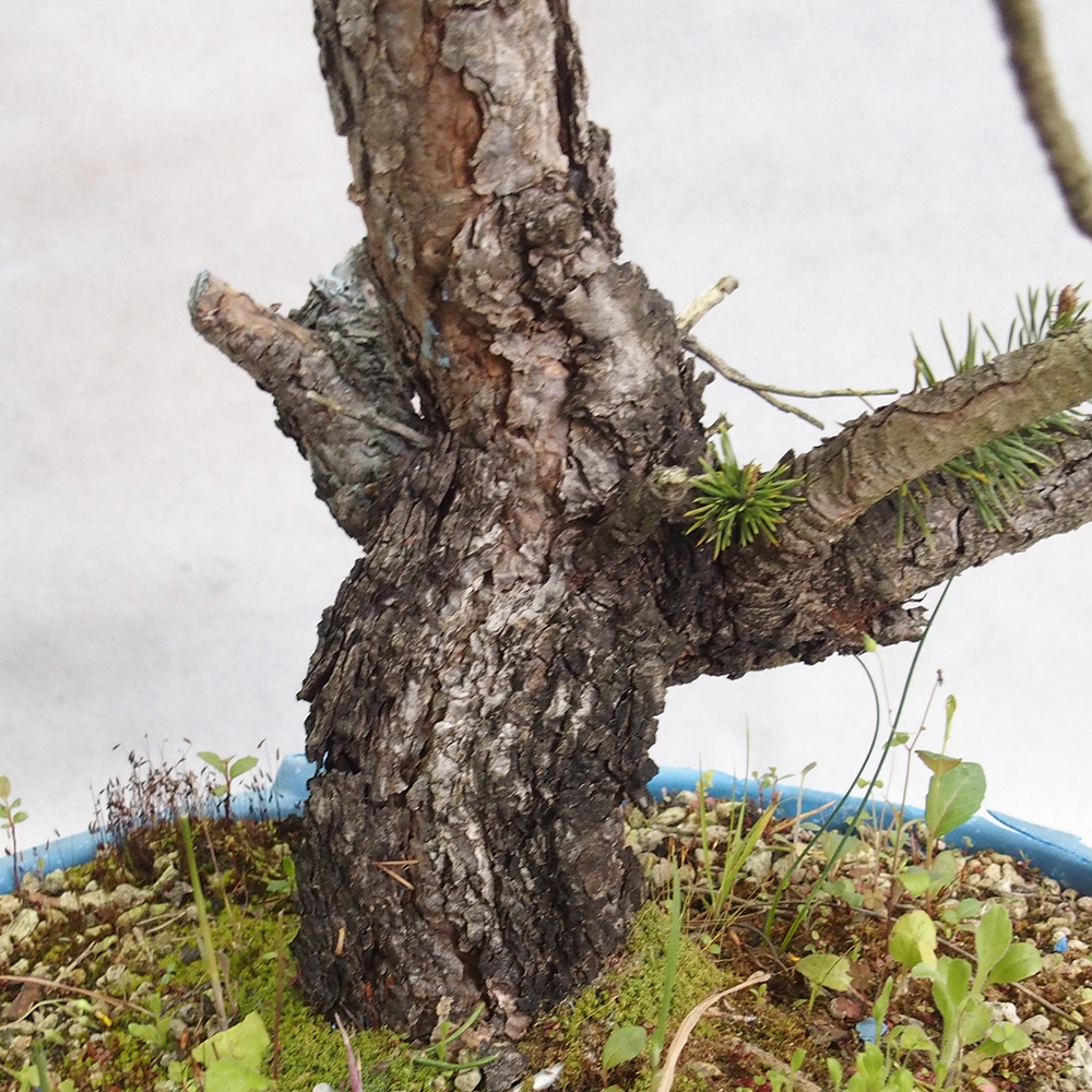 Yamadori - Pinus sylvestris 