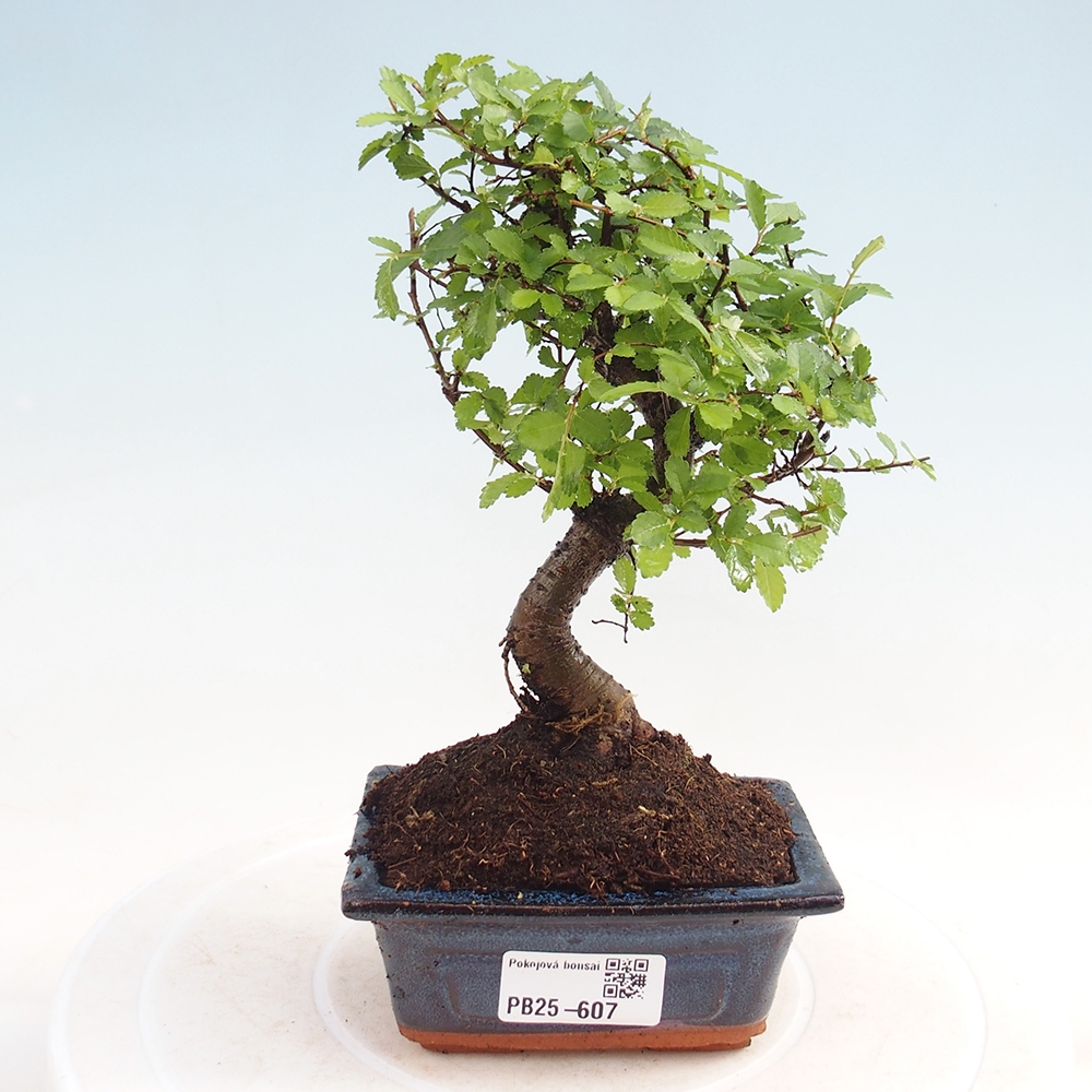 Pokojová bonsai - Ulmus parvifolia - Malolistý jilm