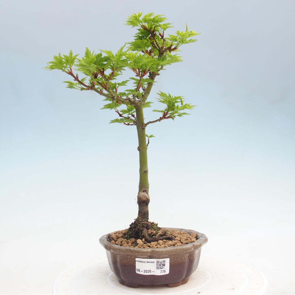 Venkovní bonsai -Javor dlanitolistý Acer palmatum Shishigashira