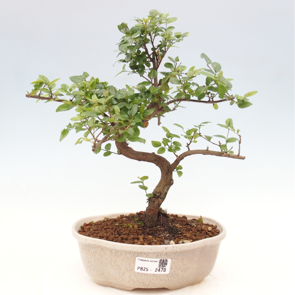 Pokojová bonsai - Sagerécie thea - Sagerécie thea
