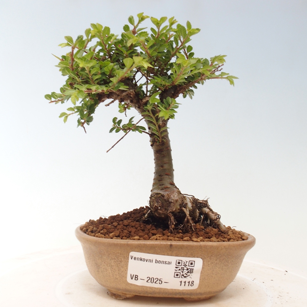 Venkovní bonsai - Ulmus parvifolia Sagei - Malolistý jilm