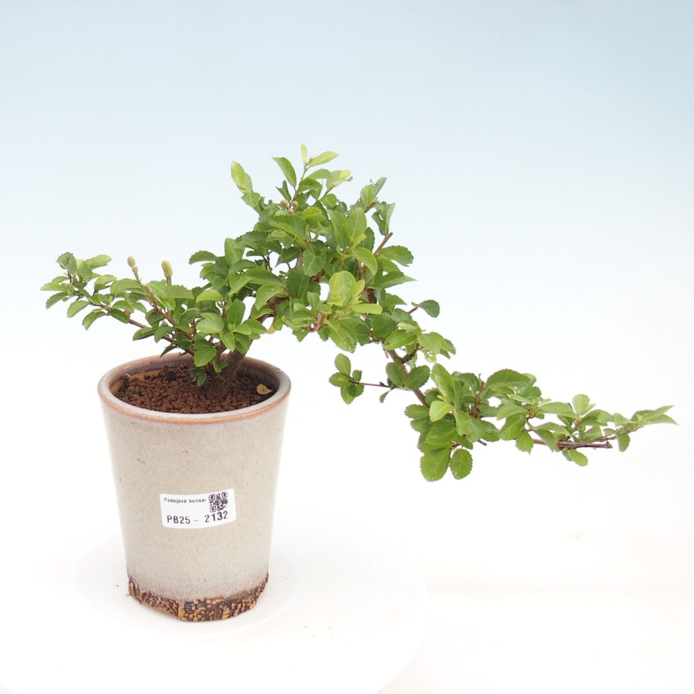 Pokojová bonsai - Grewia occidentalis - Hvězdice levandulová