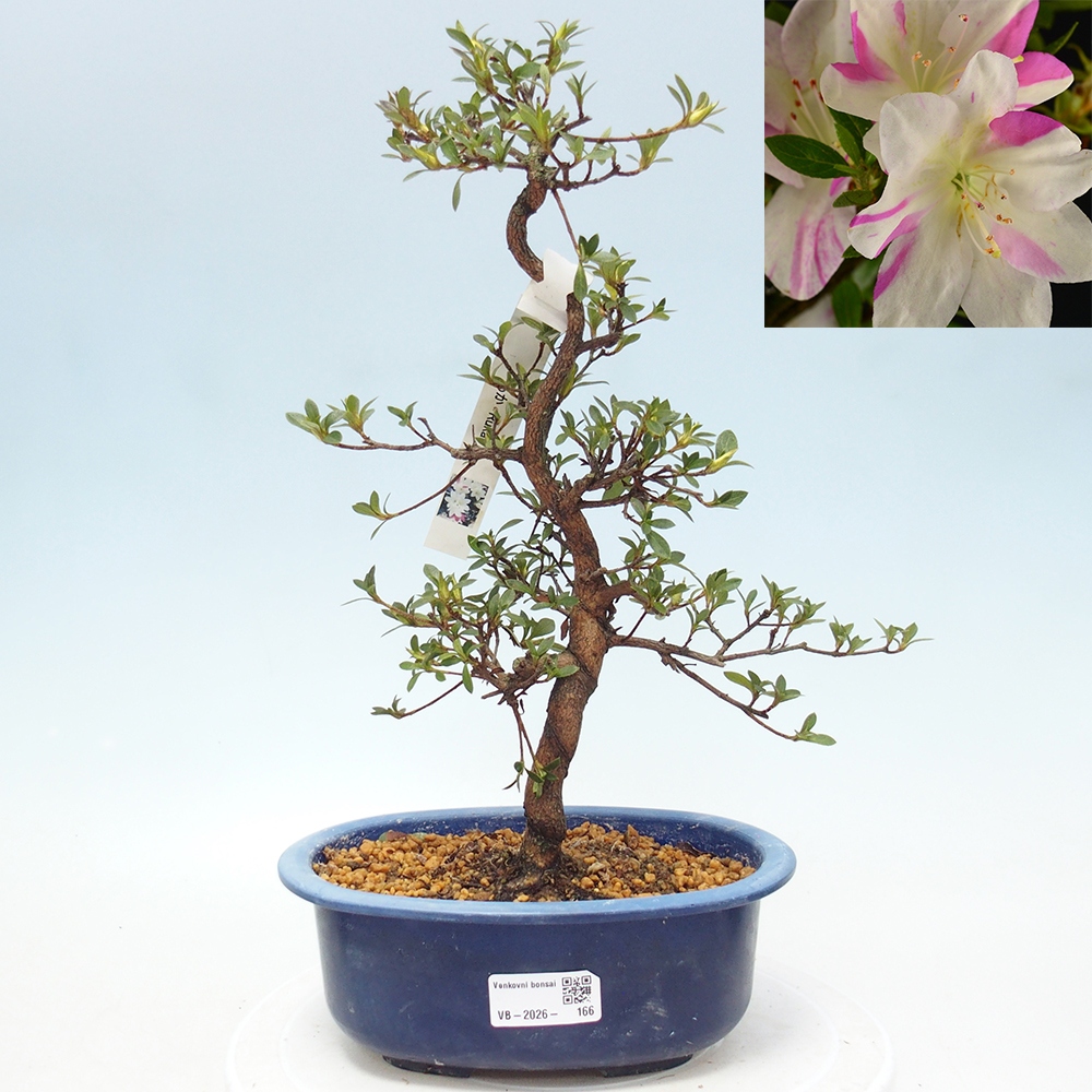 Venkovní bonsai - Japonská azalka - Azalea Ruka