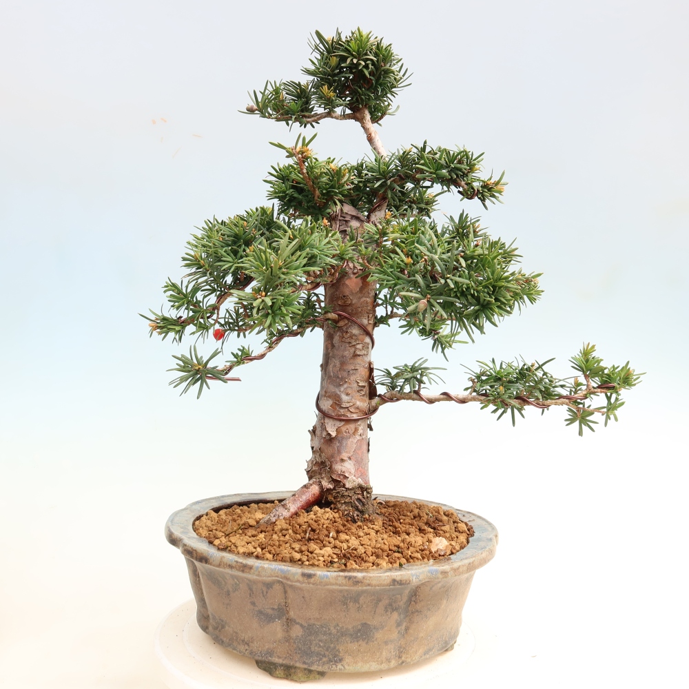 Venkovní bonsai - Taxus cuspidata  - Tis japonský