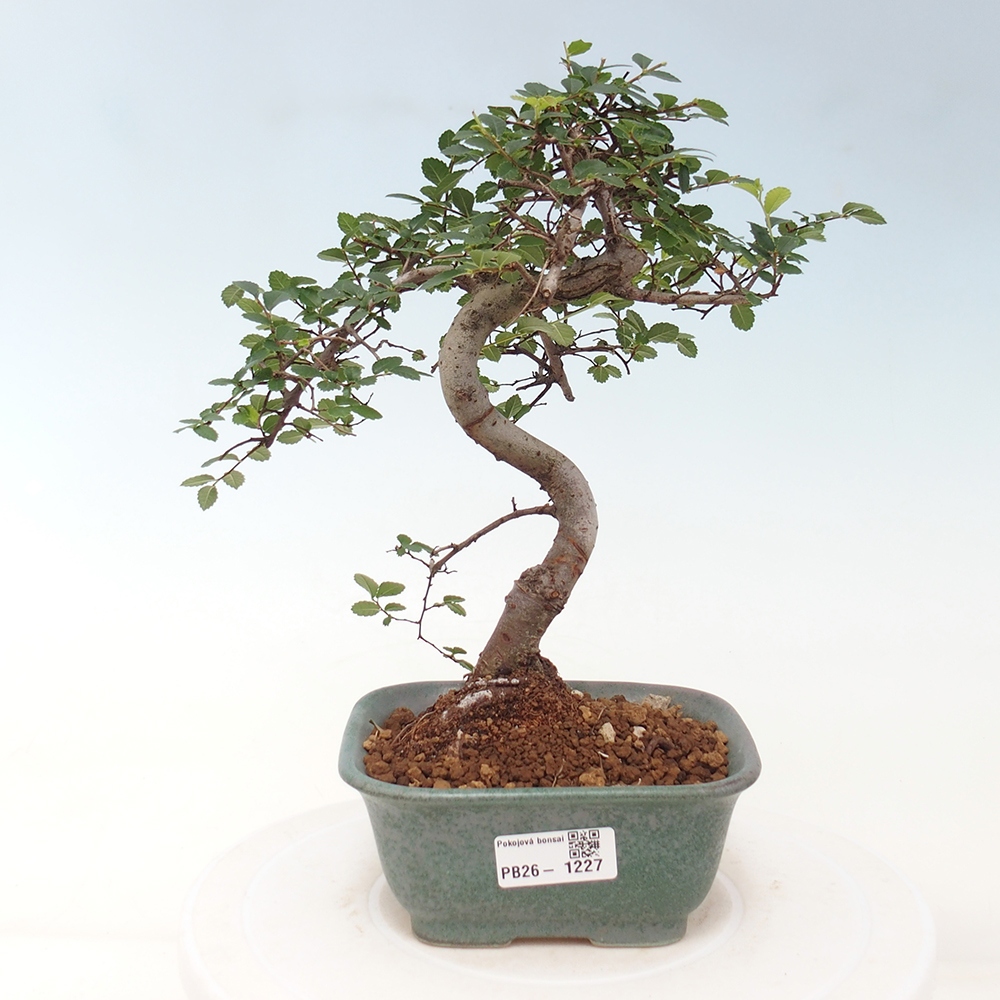 Pokojová bonsai - Ulmus parvifolia - Malolistý jilm