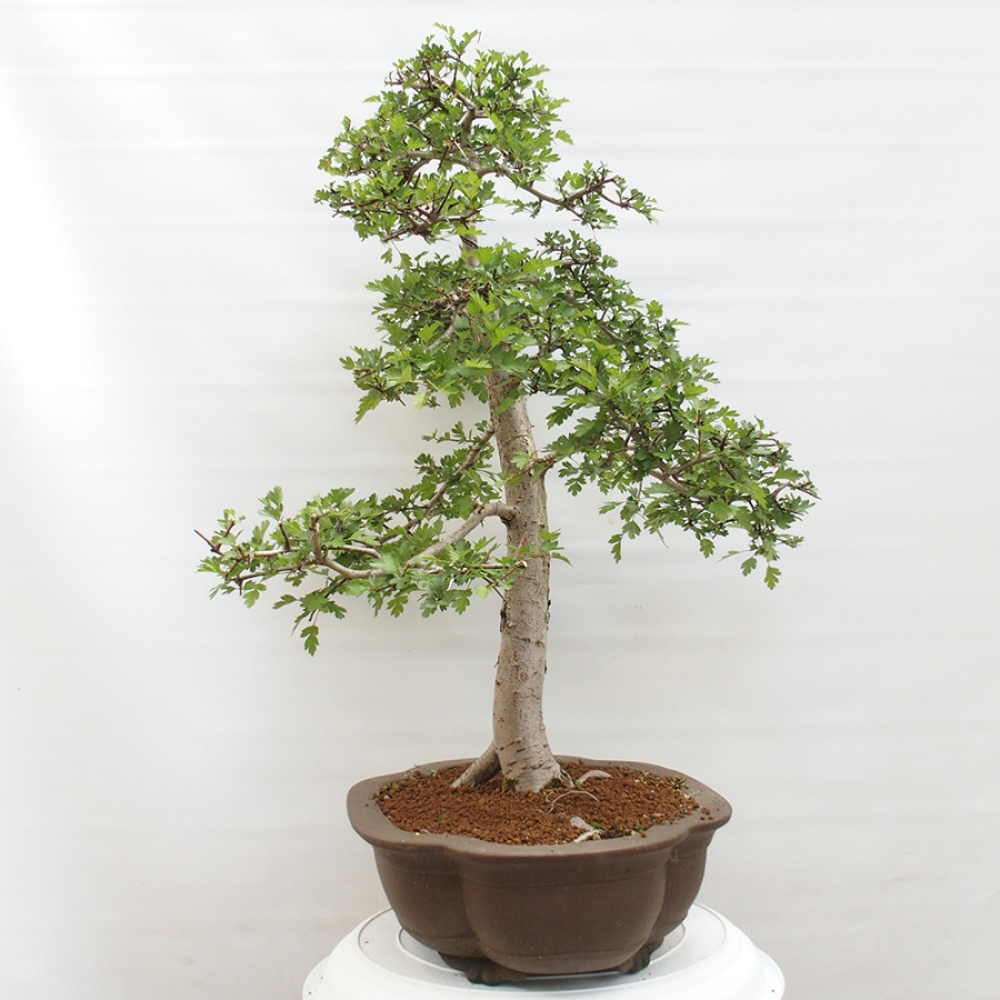 Venkovní bonsai - Hloh - Crataegus monogyna
