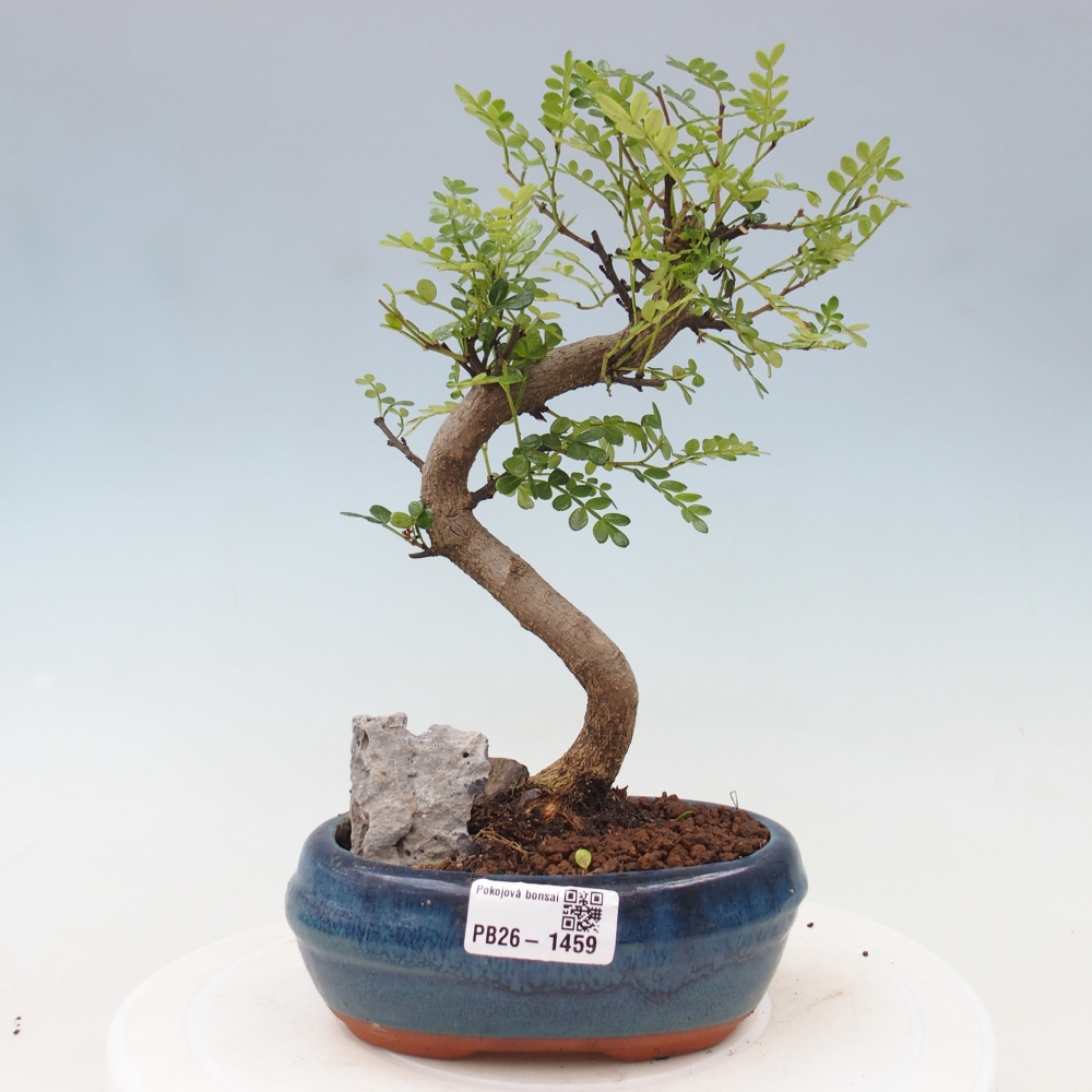 Pokojová bonsai - Zantoxylum piperitum - Pepřovník